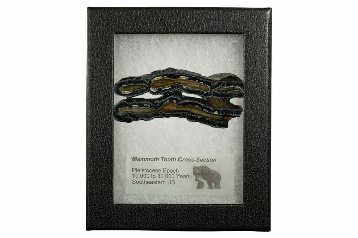 Mammoth Molar Slices With Case - South Carolina #377856